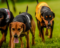 Race 8  - Hound Open Race (18 of 22).jpg