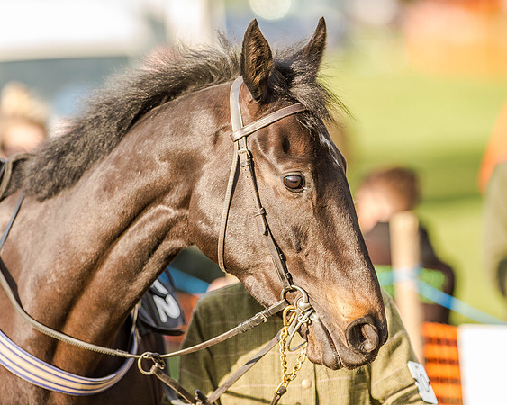 Race 6 - Open Maiden race (11 of 110).jpg