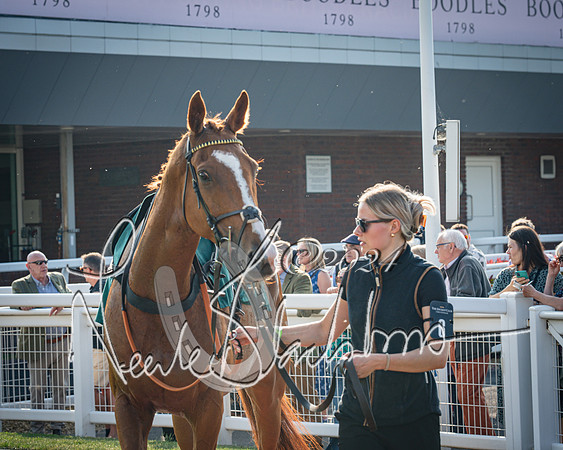 Race 3 - The Junior Jumpers open hunter's steeple chase 3m1f56y (20 of 156)
