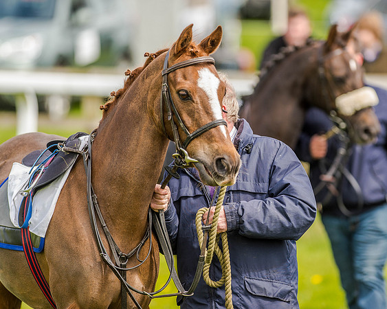 Pony Race 2 (5 of 77).jpg