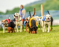 Race 8  - Hound Open Race (7 of 22).jpg