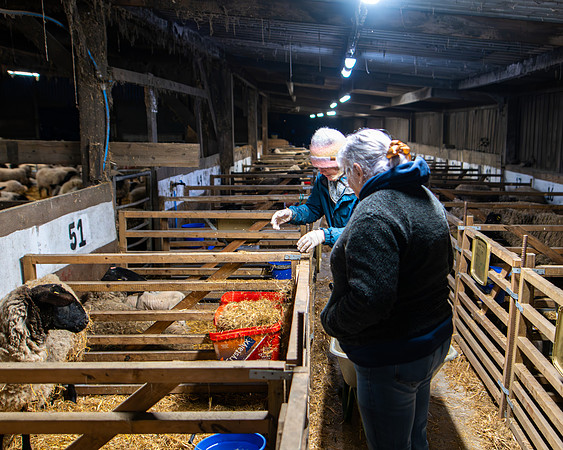 Lambing (101 of 111)