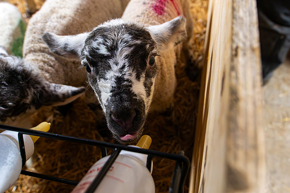 Lambing (39 of 111)