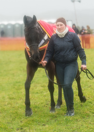 Race 5 - Open Maiden (5 of 112).jpg