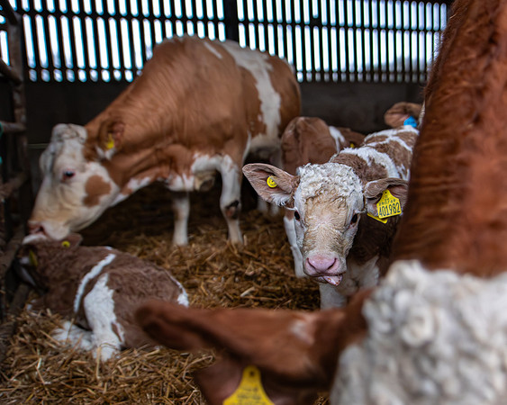 Lambing (67 of 111)