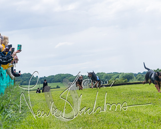 Race 7 - Hound Race etc (89 of 108)
