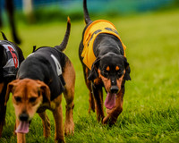 Race 8  - Hound Open Race (19 of 22).jpg