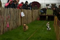 1 -Terrier Races 2