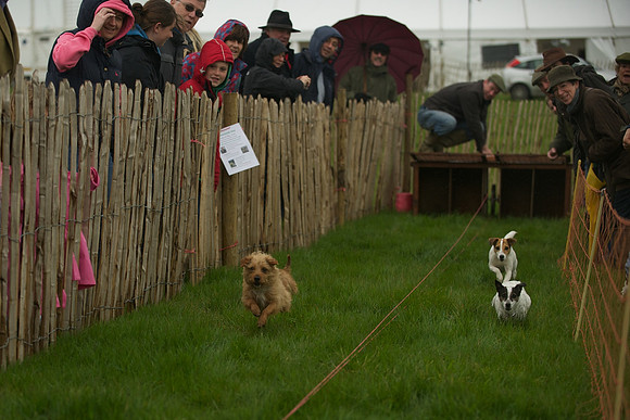 1 -Terrier Races 2