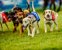 Race 8  - Hound Open Race (11 of 22).jpg