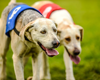 Race 8  - Hound Open Race (20 of 22).jpg