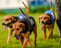 Race 8  - Hound Open Race (16 of 22).jpg