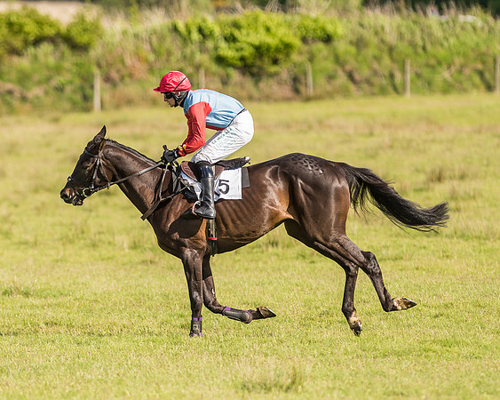 Race 6 - Open Maiden Race (29 of 71).jpg