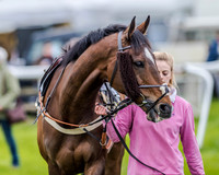 Race 4 - PPORA Novice Riders (2 of 151).jpg
