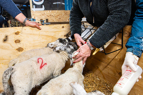 Lambing (35 of 111)