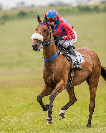Race 2 - Open Maiden Race (18 of 80).jpg
