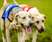 Race 8  - Hound Open Race (21 of 22).jpg