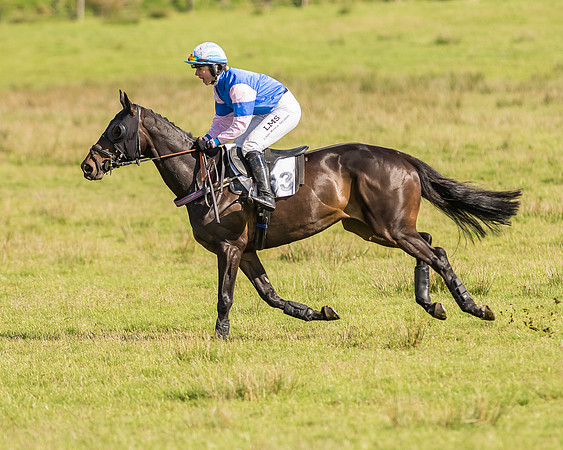Race 6 - Open Maiden Race (21 of 71).jpg