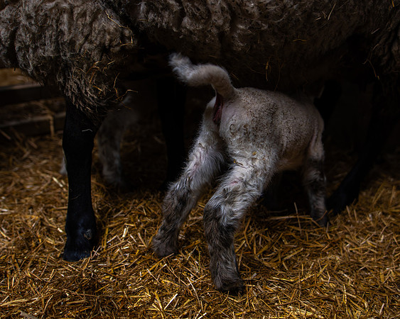 Lambing (93 of 111)