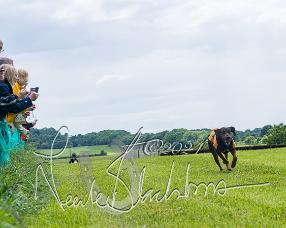 Race 7 - Hound Race etc (70 of 108)