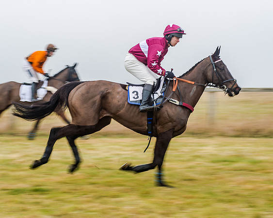 Race 7 - Open Maiden (6 of 55)