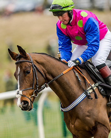 Race 1 - Young Horse Maiden (9 of 61)
