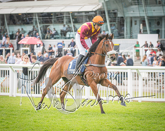 Race 1 - Pointing Pointers Restricted Final (17 of 79)