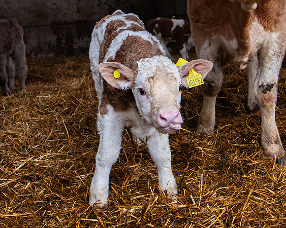 Lambing (56 of 111)
