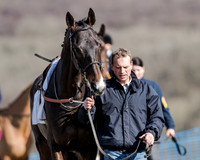 Race 1 - 2m4f Young Horse Maiden (3 of 153)