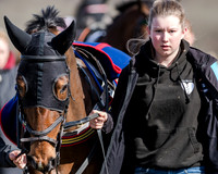 Race 1 - 2m4f Young Horse Maiden (8 of 153)