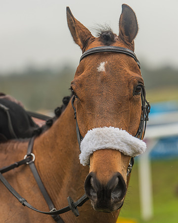 Side Saddle Dash -267