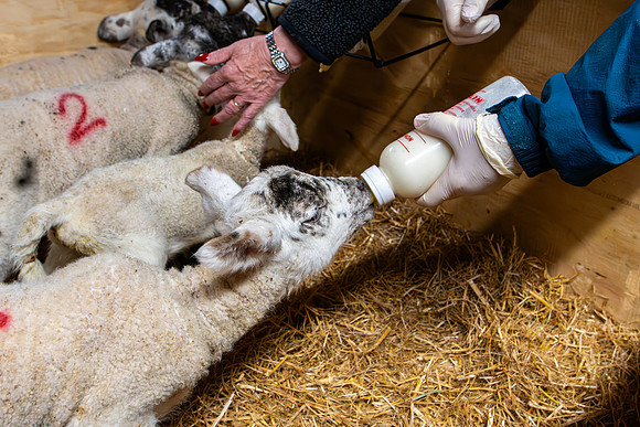 Lambing (34 of 111)