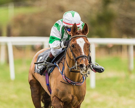Longbourne Rose - Jack Dace-9