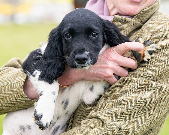 Lucy-Puppy (9 of 12)
