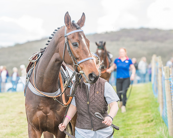 Race 3 - 4-5-6 Year Olds Open Maiden-28