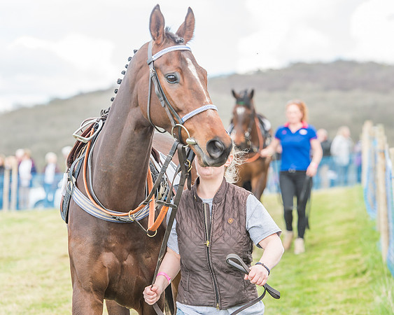 Race 3 - 4-5-6 Year Olds Open Maiden-29