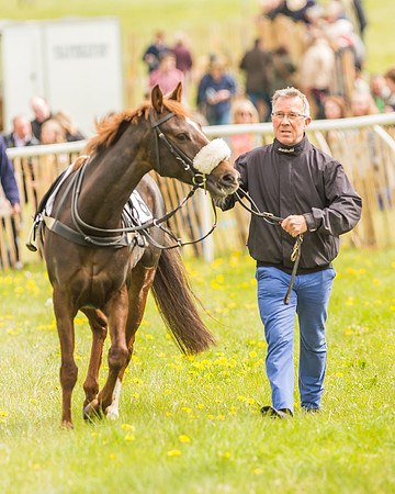 Pony Races-13