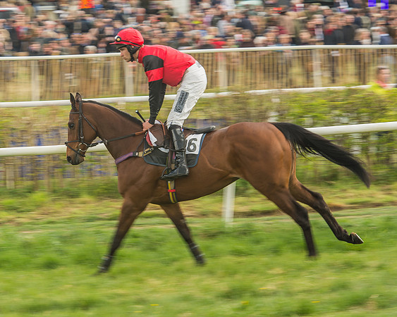 Race 5 - Restricted Race-35