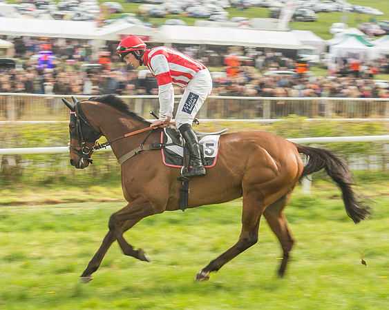 Race 5 - Restricted Race-39