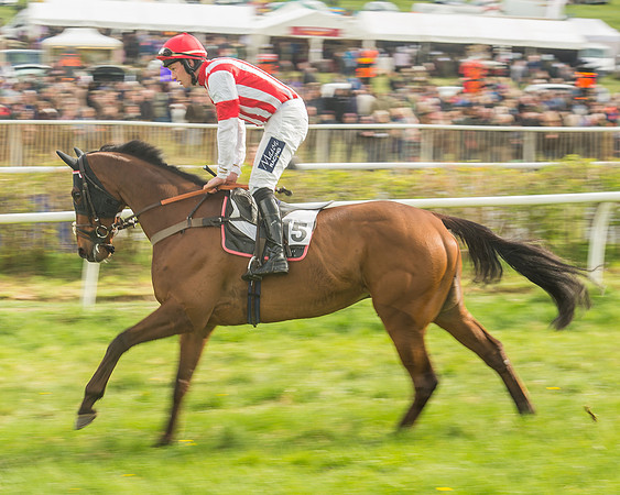 Race 5 - Restricted Race-40