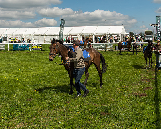 Pony Race 3 - 148cm -2
