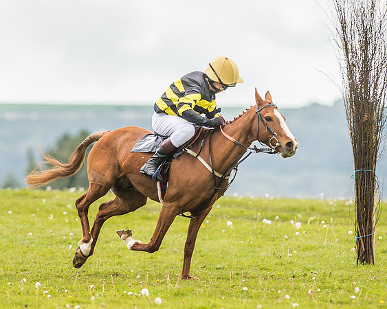 South East Area non racing pony final