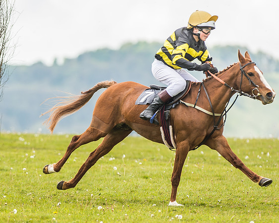 South East Area non racing pony final