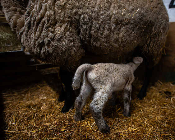 Lambing (92 of 111)