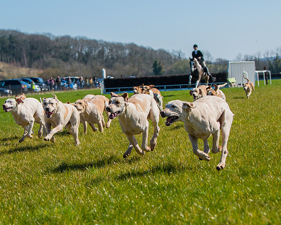 Hunt Horses annd Hound parade (34 of 44)