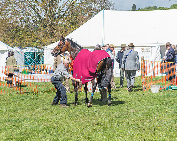 SEHC Novice and Veteran Riders Race