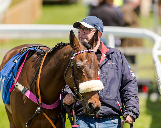 148cm Pony race - Grafton Pony Races 15th May 2017
