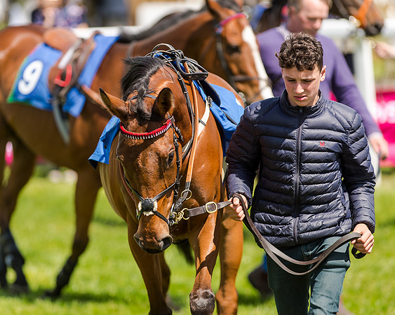 148cm Pony race - Grafton Pony Races 15th May 2017