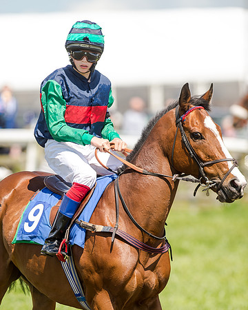 148cm Pony race - Grafton Pony Races 15th May 2017