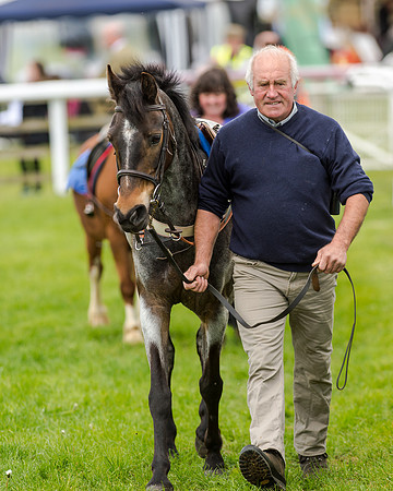 Novice Riders 148cm Race -  Grafton Pony Races 15th May 2017